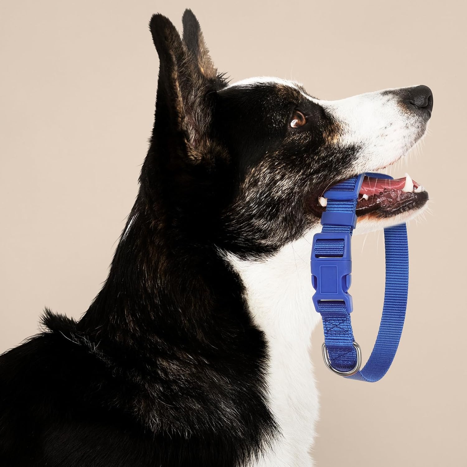 27Pcs Dog Collar Bulk Adjustable Nylon Pet Collar Medium Large Dogs Collars with Quick Release Buckle for Travel Walk Daily (Medium, 9 Colors)