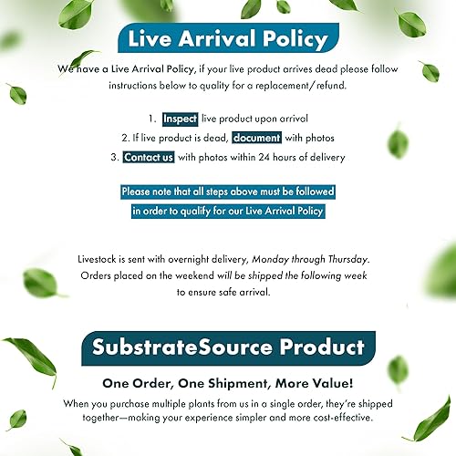 Miniatura 7 de SubsrateSource - Plantas vivas para acuarios, helecho de Java, planta de agua dulce para peceras, apta para principiantes, para luz baja (filipino,