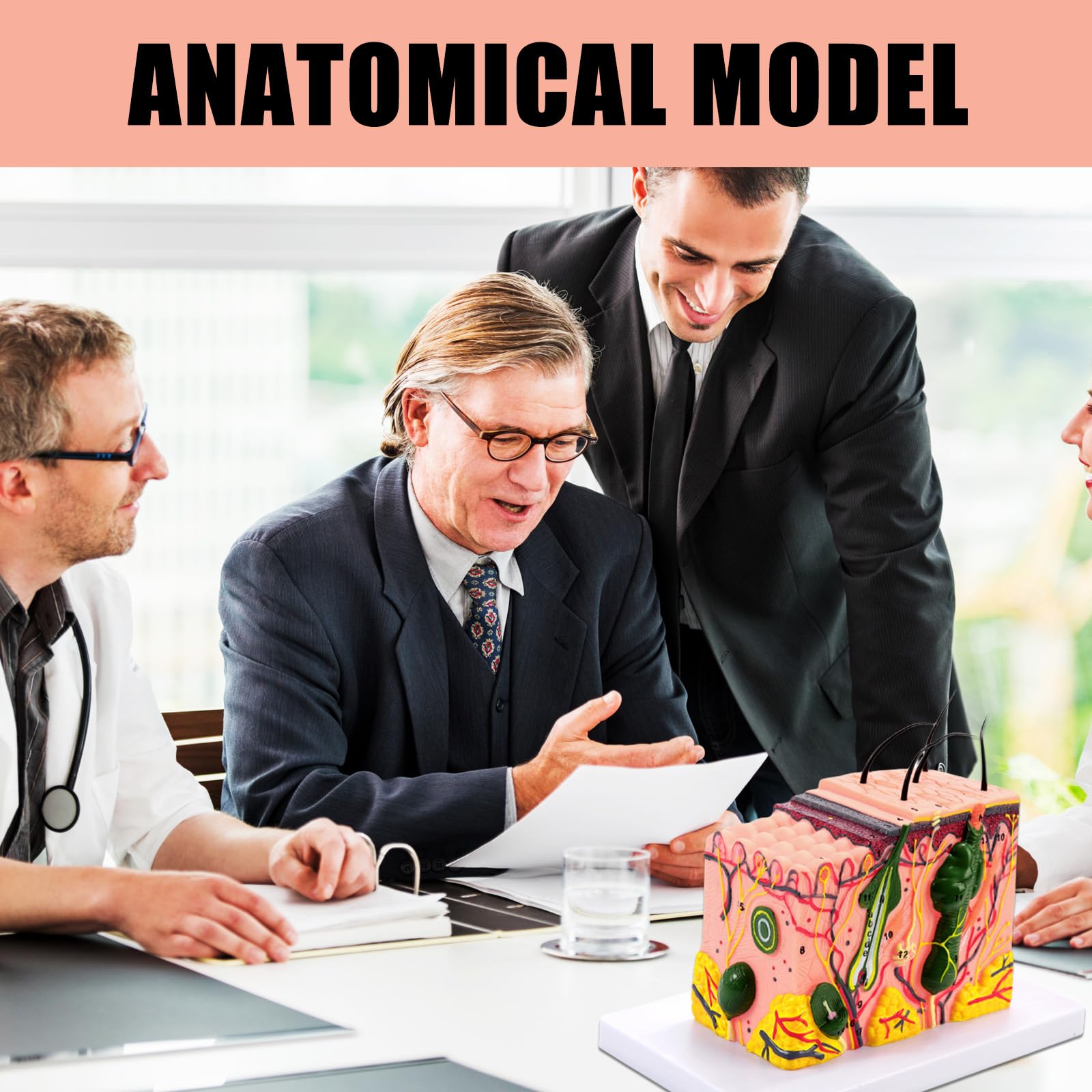 Modello 35/50/70/85X della pelle umana ha ingrandito la struttura della pelle anatomica insegnamento medici per lo studio scientifico
