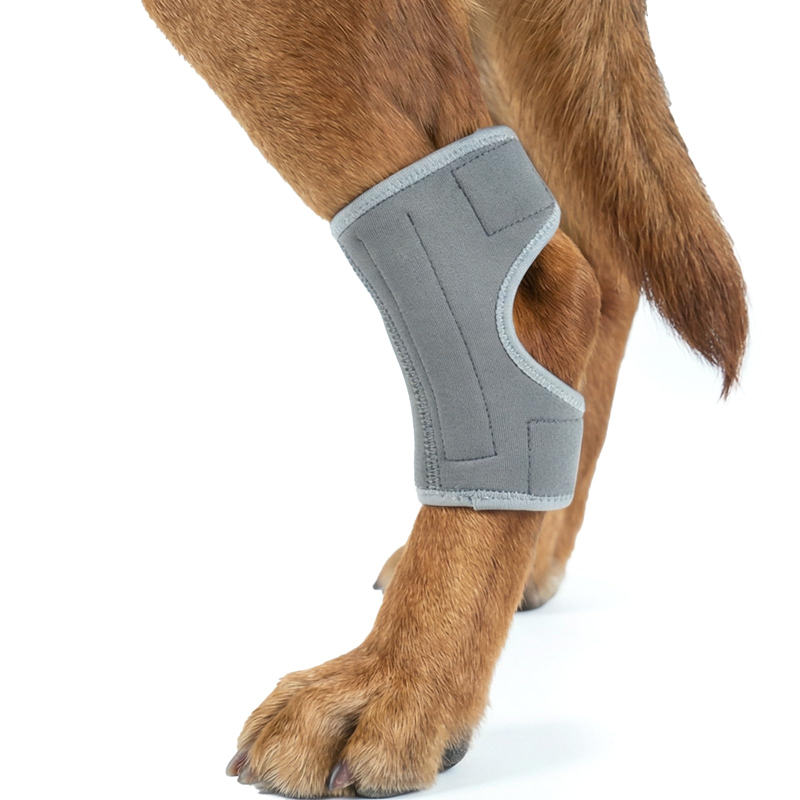 Attelle de jambe arrière pour chien MIGOHI pour LCA et arthrite