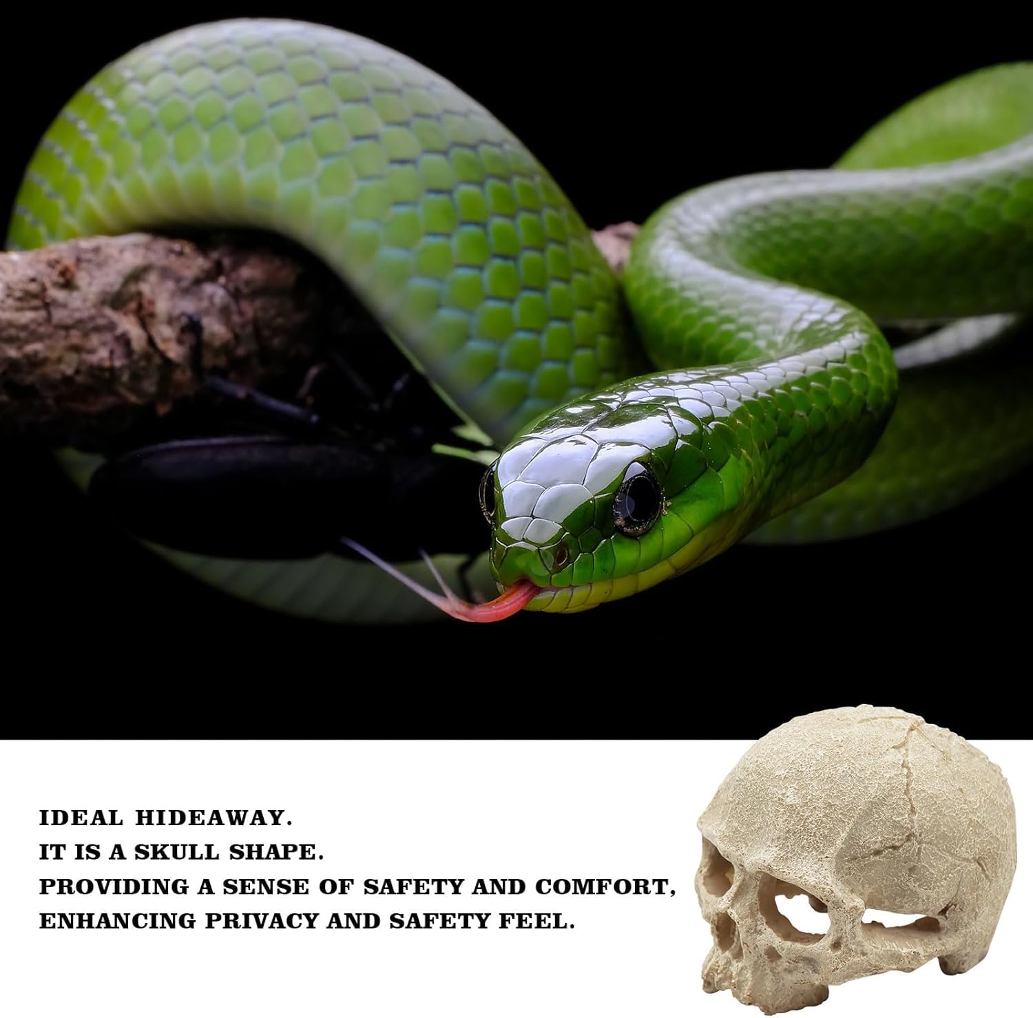 Dnoifne Snake Hideout - Reptile Aquarium Skull Decor, 12 × 9 × 9.5 cm - Image 4