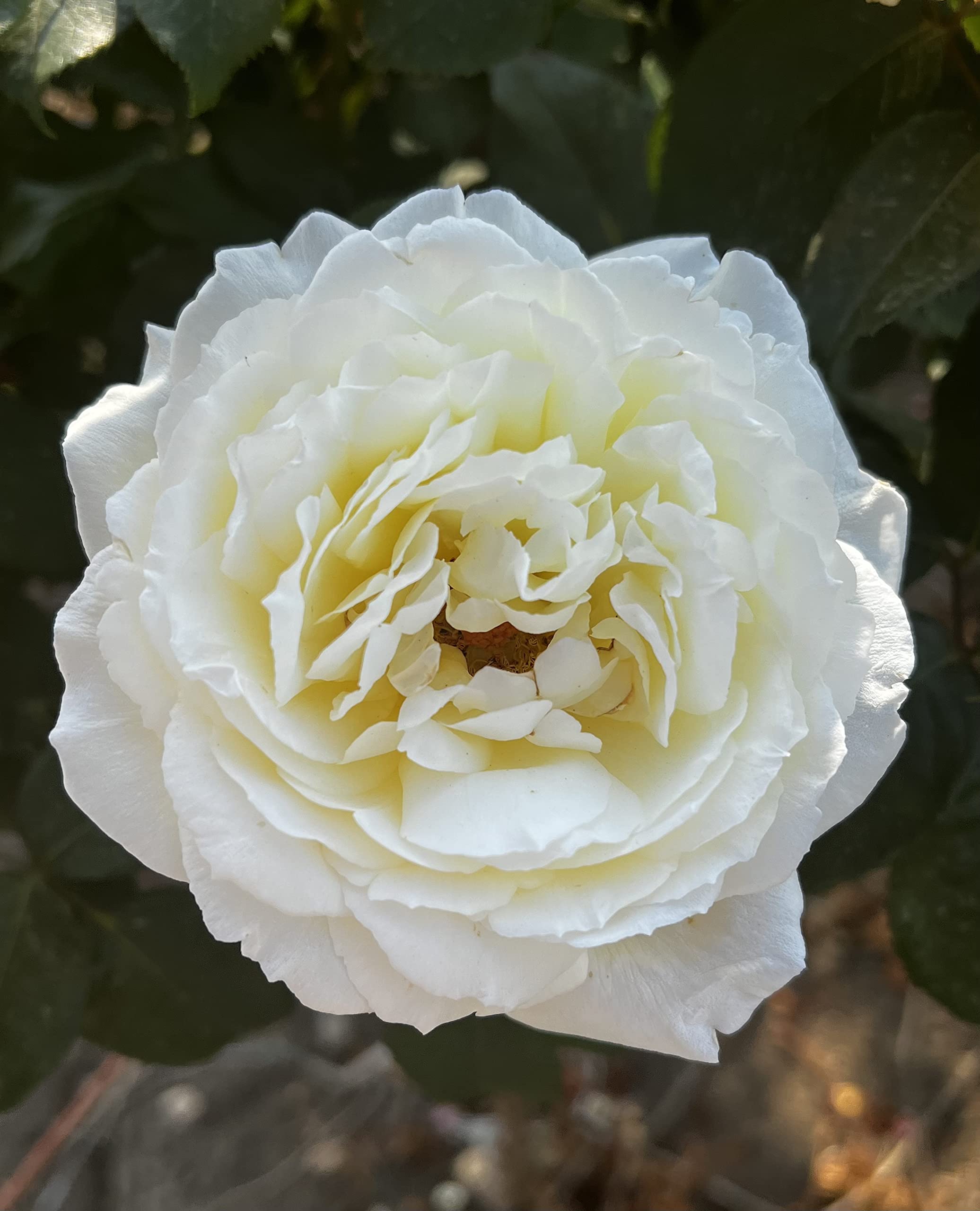 'The Diamond Wedding Rose' - Beautiful Full Ivory Blooms - Fragrant - Great Gift Idea - Potted Rose