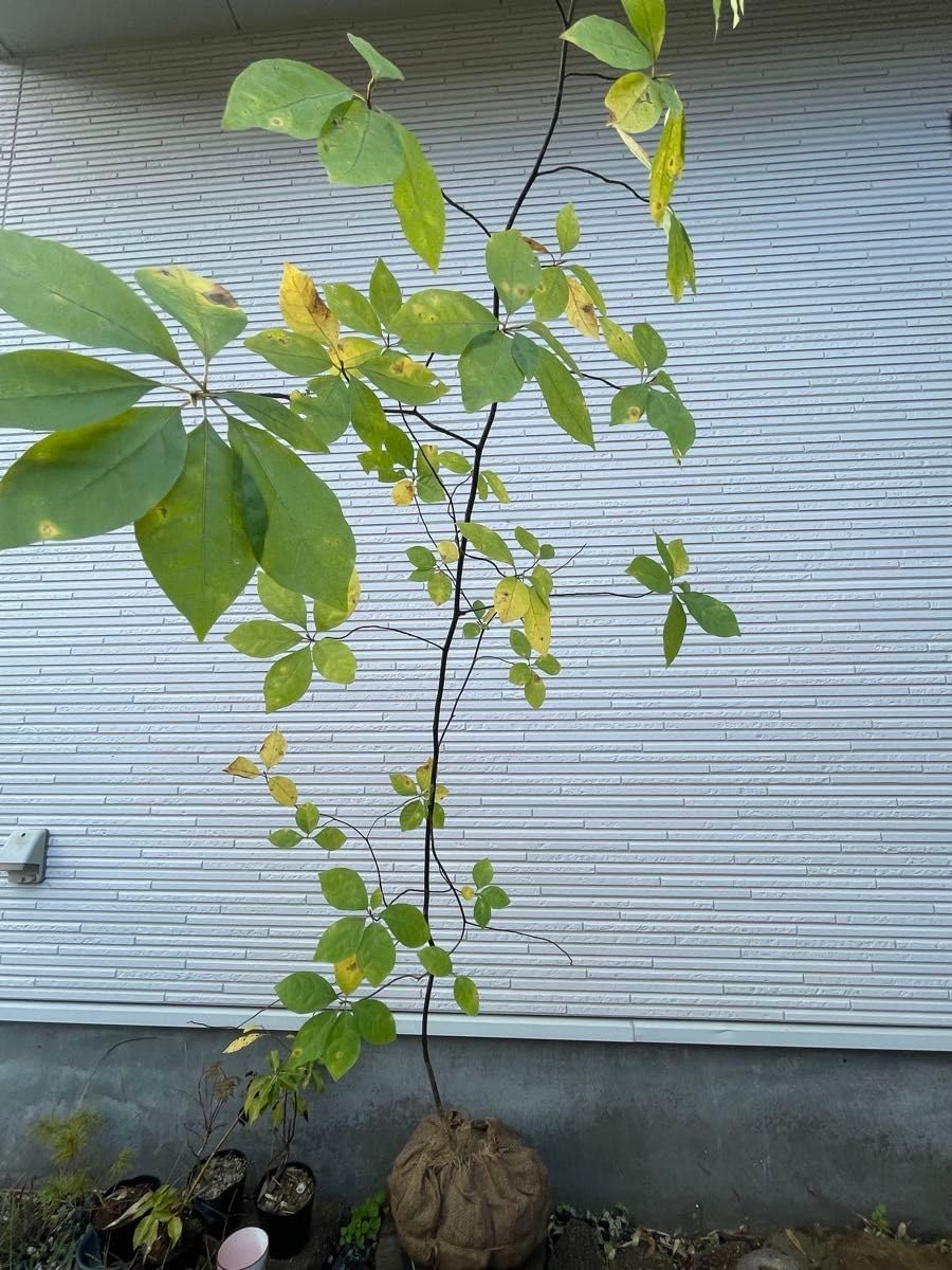 山採り クロモジ 黒文字 苗木 クロモジ 山採り 黒文字 クロモジ