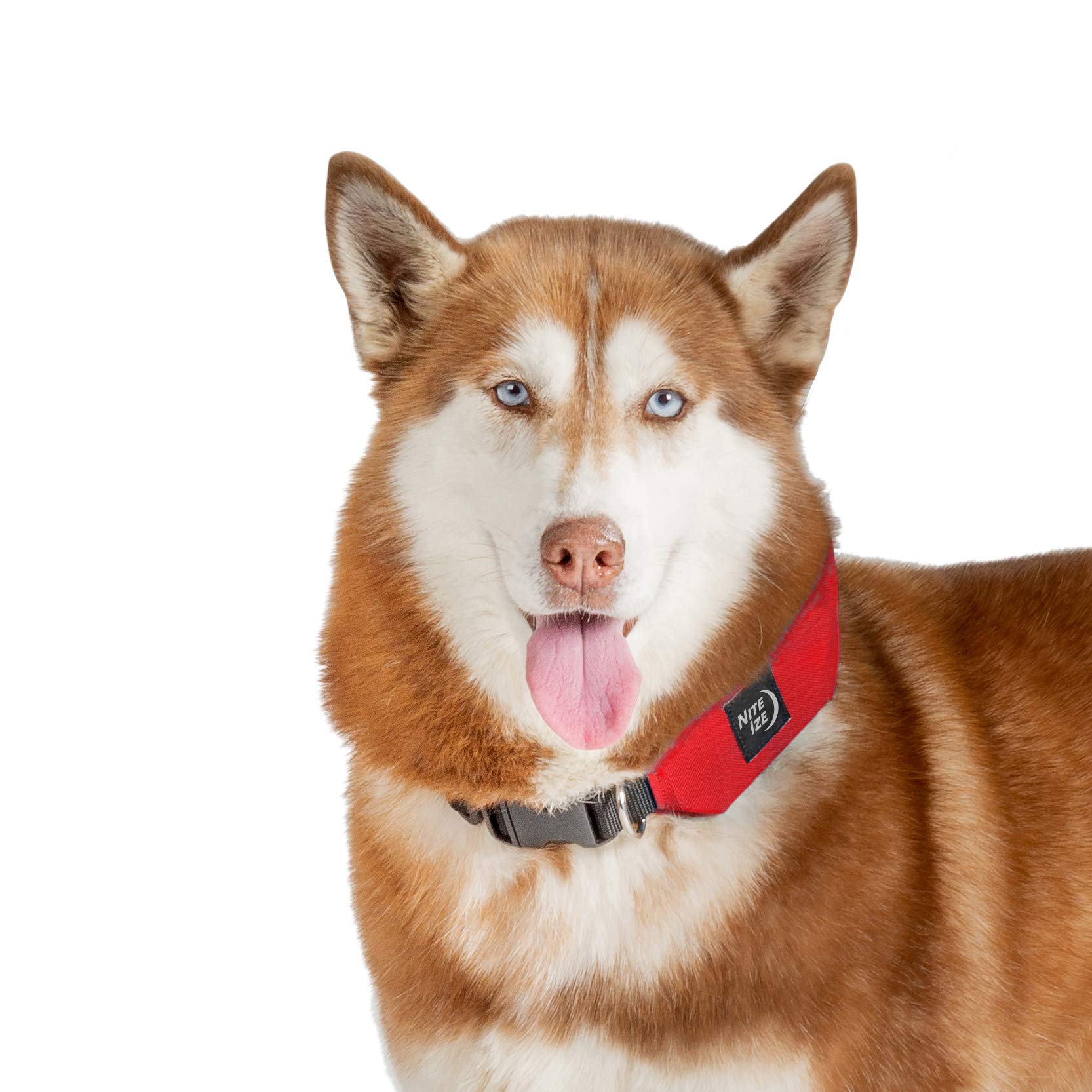 rad dog collar leash