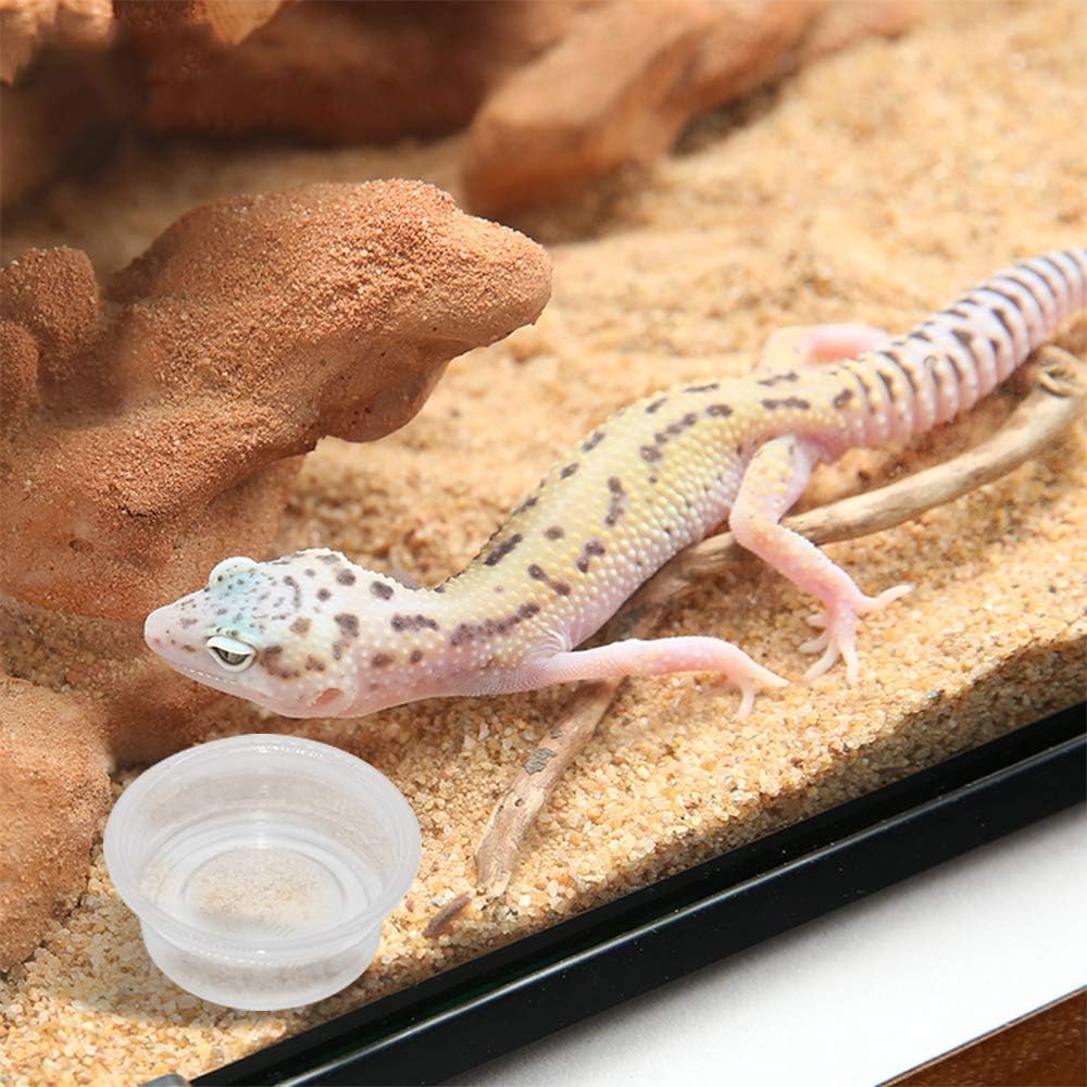 gecko feeding cups