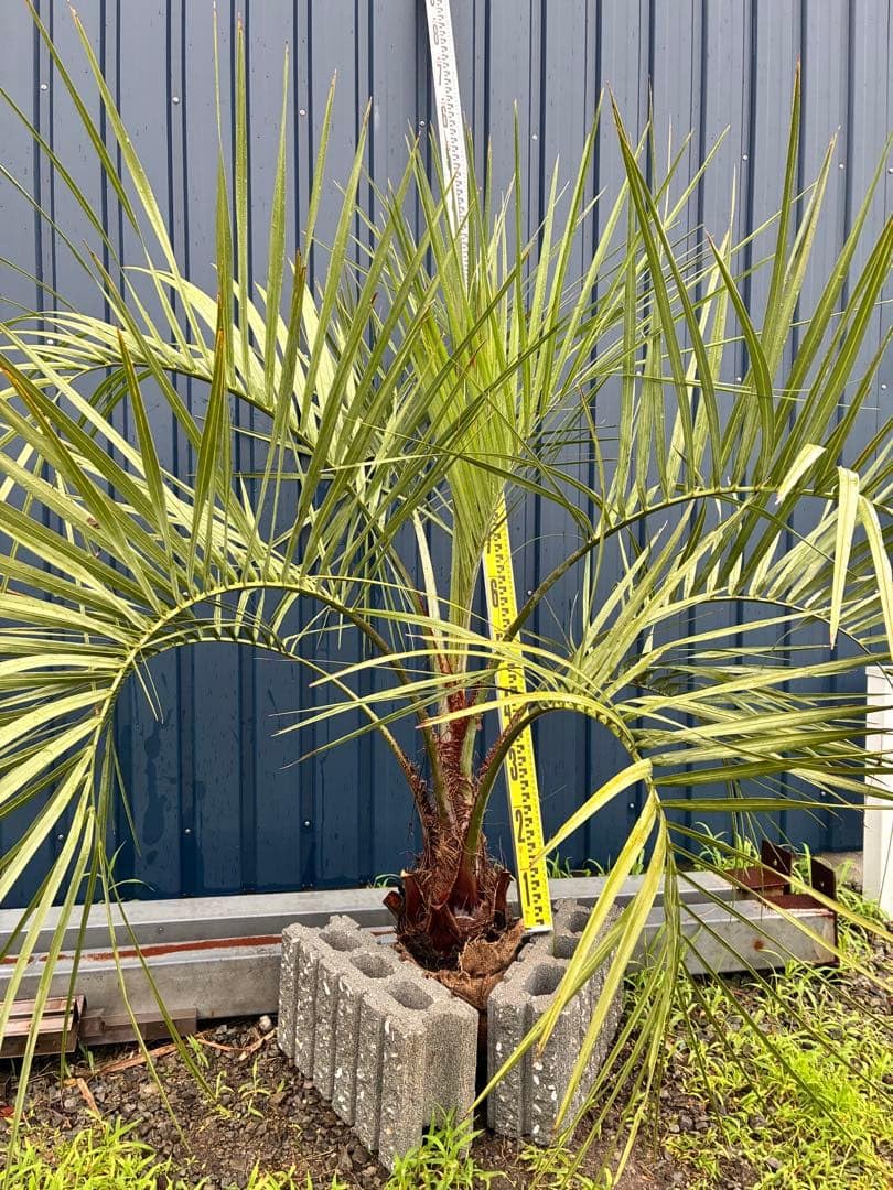 Amazon｜ココスヤシ シルバーリーフ ドライガーデン｜観葉植物