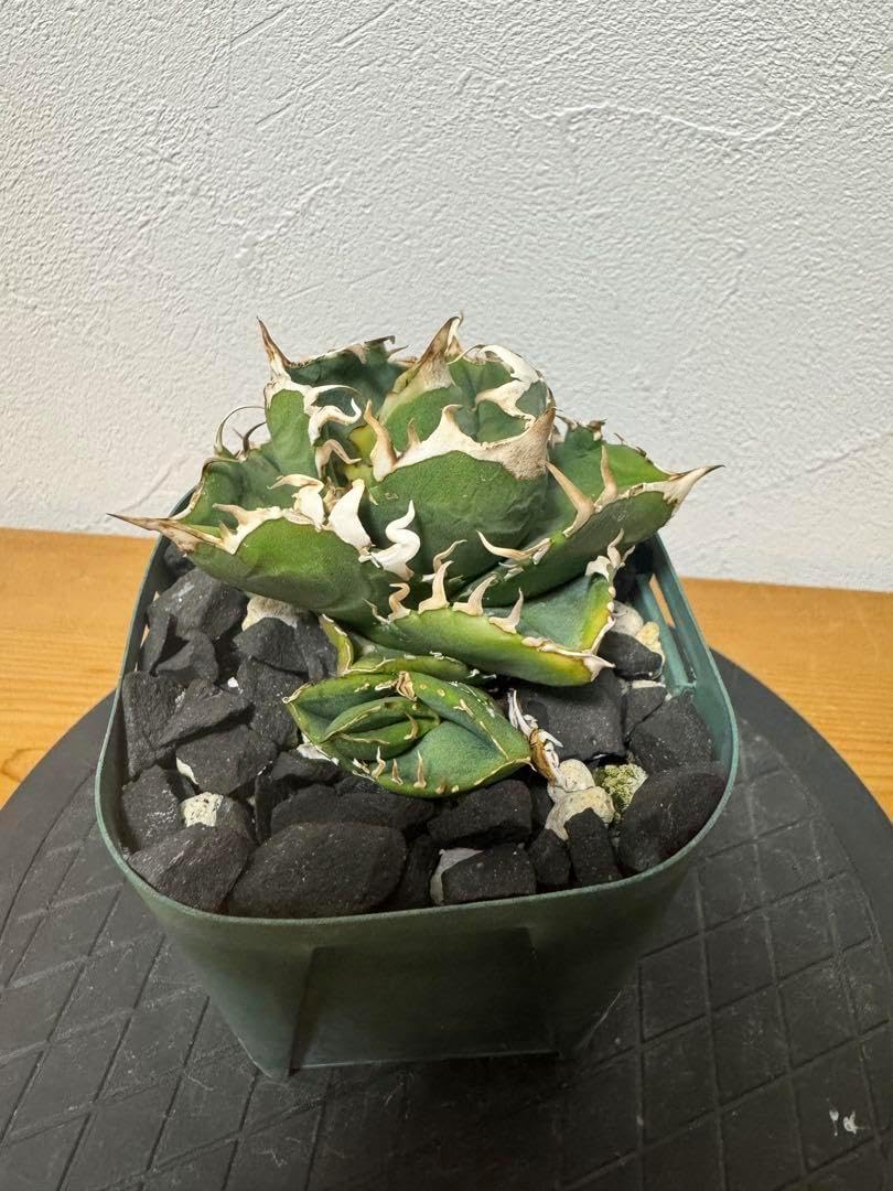 アガベ Cg01 コック アガベ チタノタ コック Agave cg-01 cok 発根済み