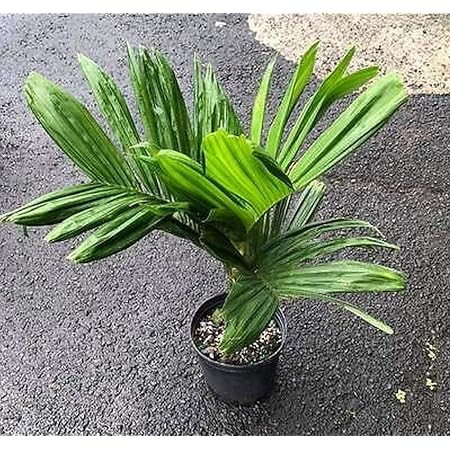 Creative Farmer Live Fruit Palm Araca Nut Areca Catechu Dwarf Form Dwarf Betel Palm Tree Indoor Plant Home Decor Garden Plant 1 Healthy Live Plant Amazon In Garden Outdoors