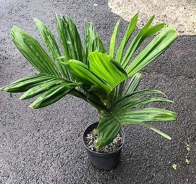 Creative Farmer Live Plant (Palm) Araca Nut Areca Semi Dwarf For Lawn