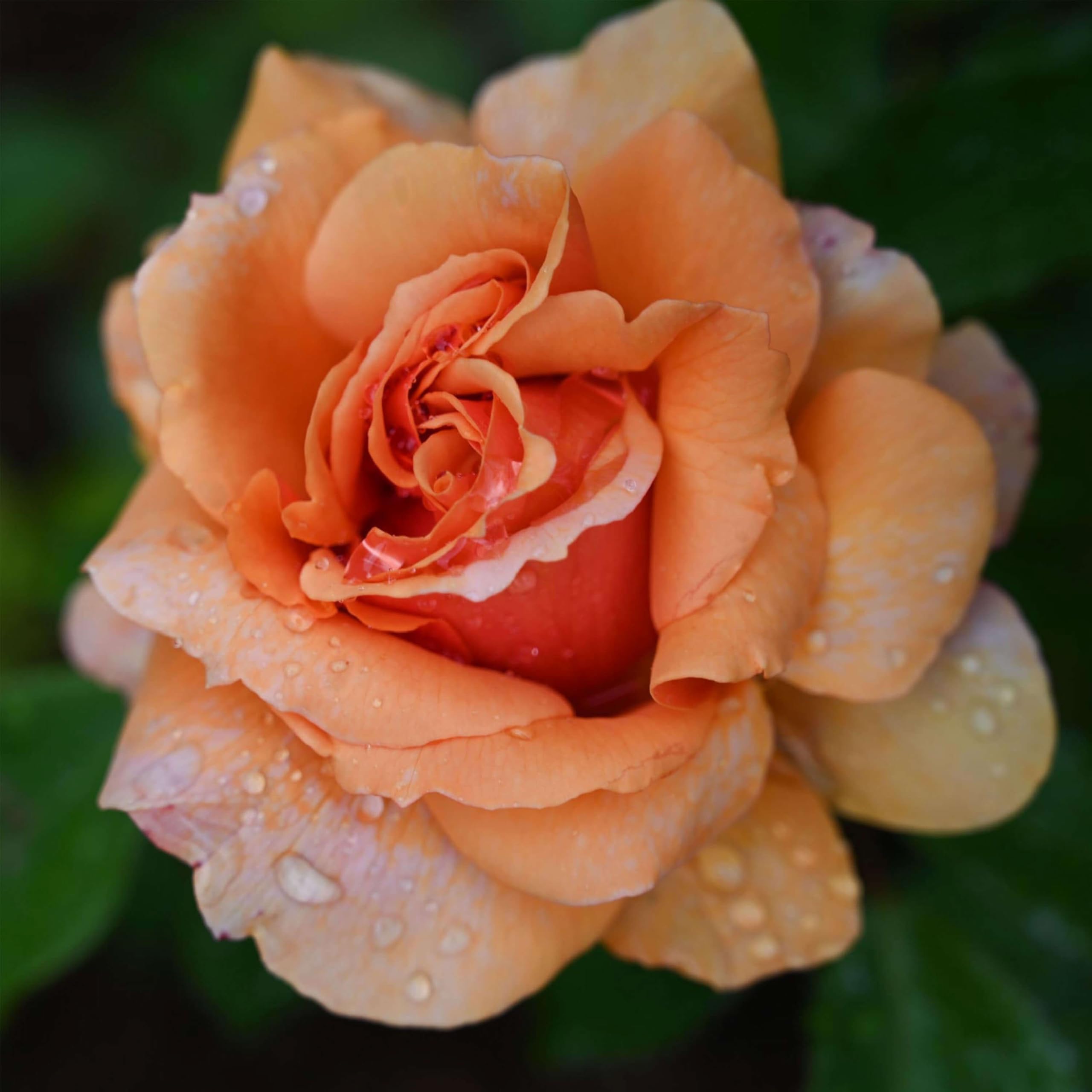 Amazon.com : Heirloom Floribunda Roses, Live Own Root Plant for