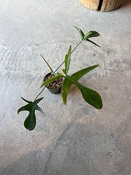 レア　フィロデンドロン　クエルシフォリウム 観葉植物 フィロデンドロン クエルシフォリウム 4号(個体