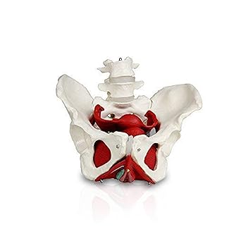 Parco Scientific PB00024 Female Pelvis with Organs | Pelvic Floor Muscles and Reproductive Organs | Removable Organs Include Uterus, Colon and Bladder | Includes Detailed Instruction Manual