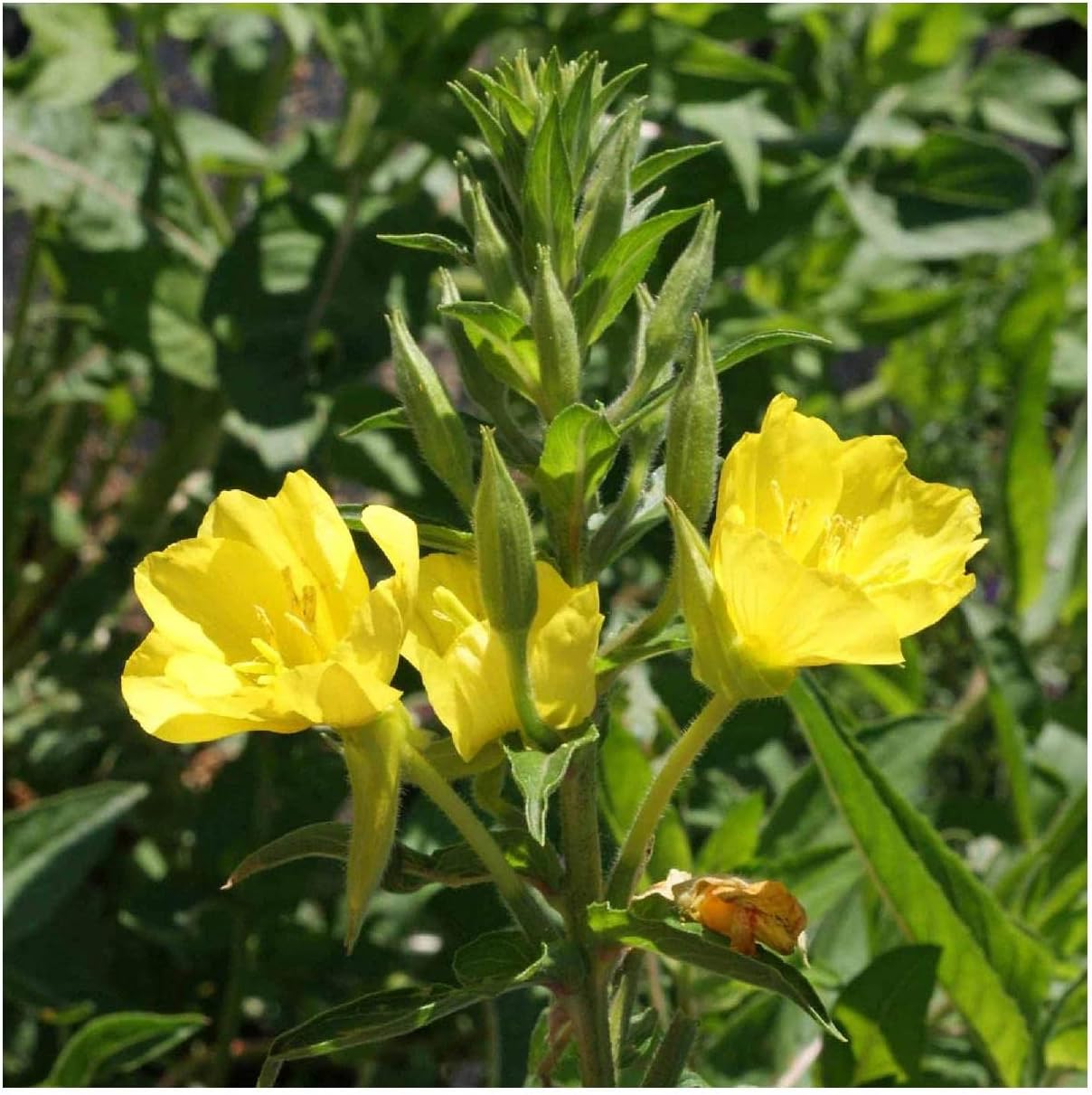 Everwilde Farms - 1 Lb Common Evening Primrose Native Wildflower Seeds - Gold Vault