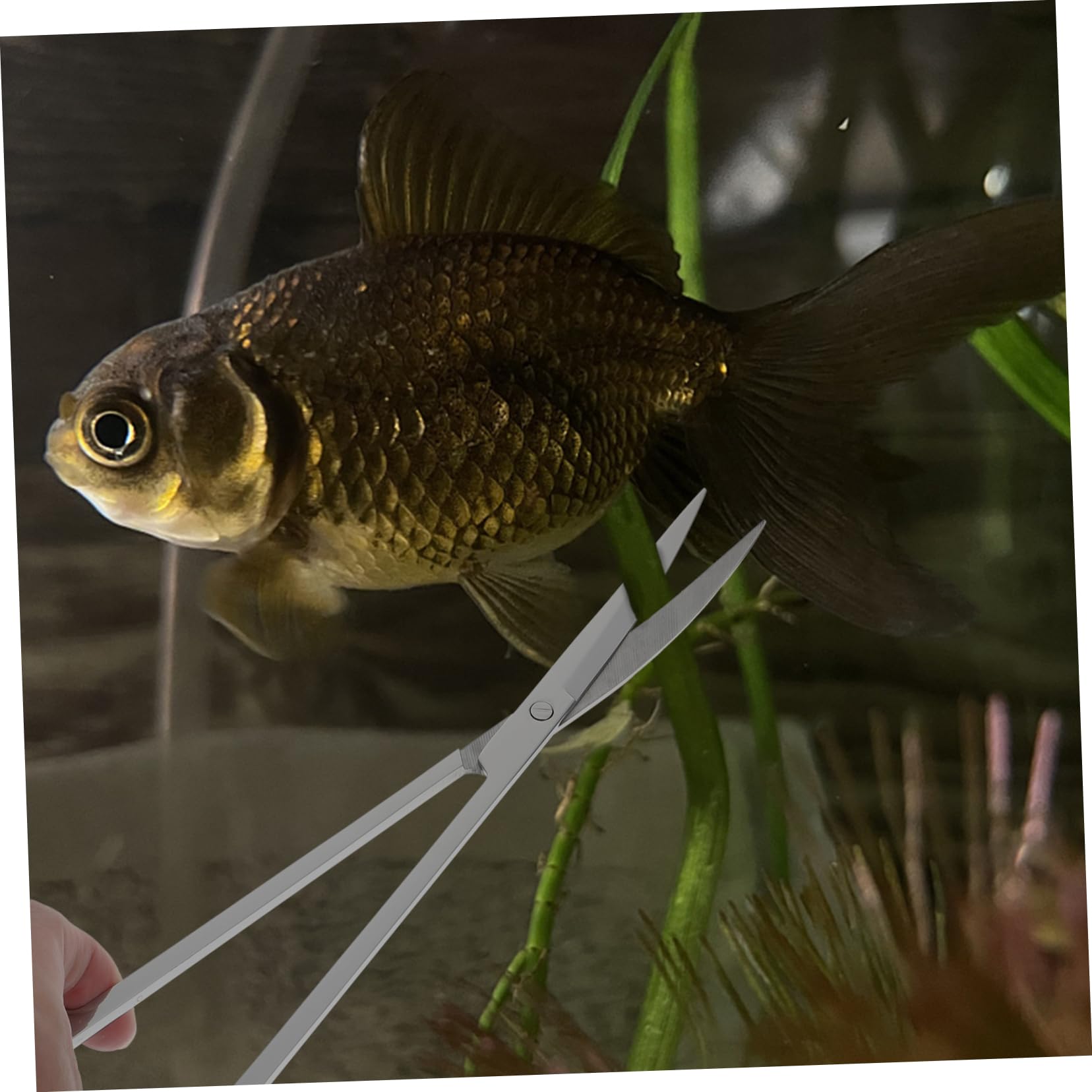 Edelstahl Aquarienschere Satz für Wasserpflanzen und Deko
