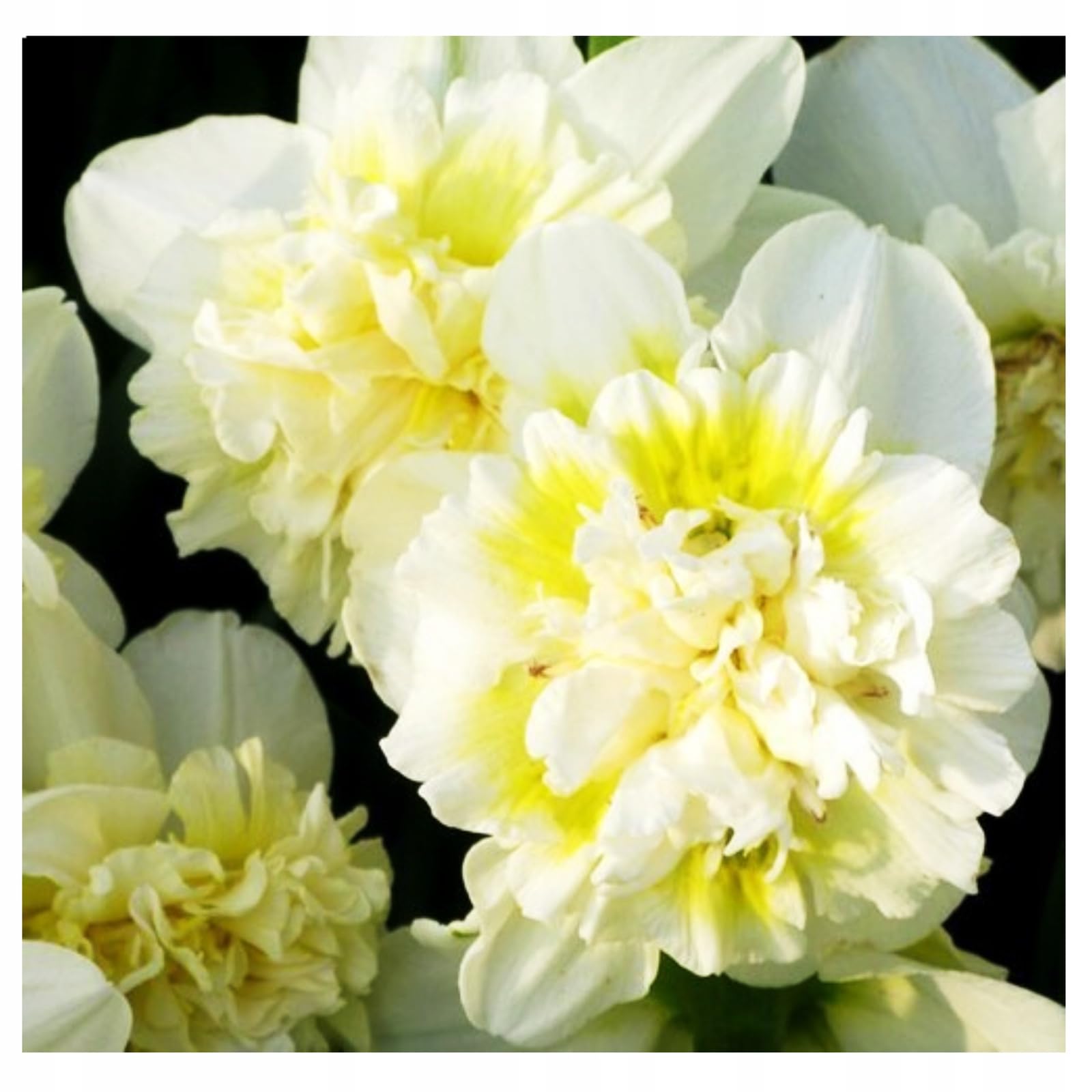 Zwiebeln Narzissen Narcissus Osterglocken Onion Knolle Zwiebeln Farbe Rosa Pink Gelb MIX White Sorte zur Auswahl Winterhart 5 10 20 Stk. (Volle- Ice King 10 Stk.)