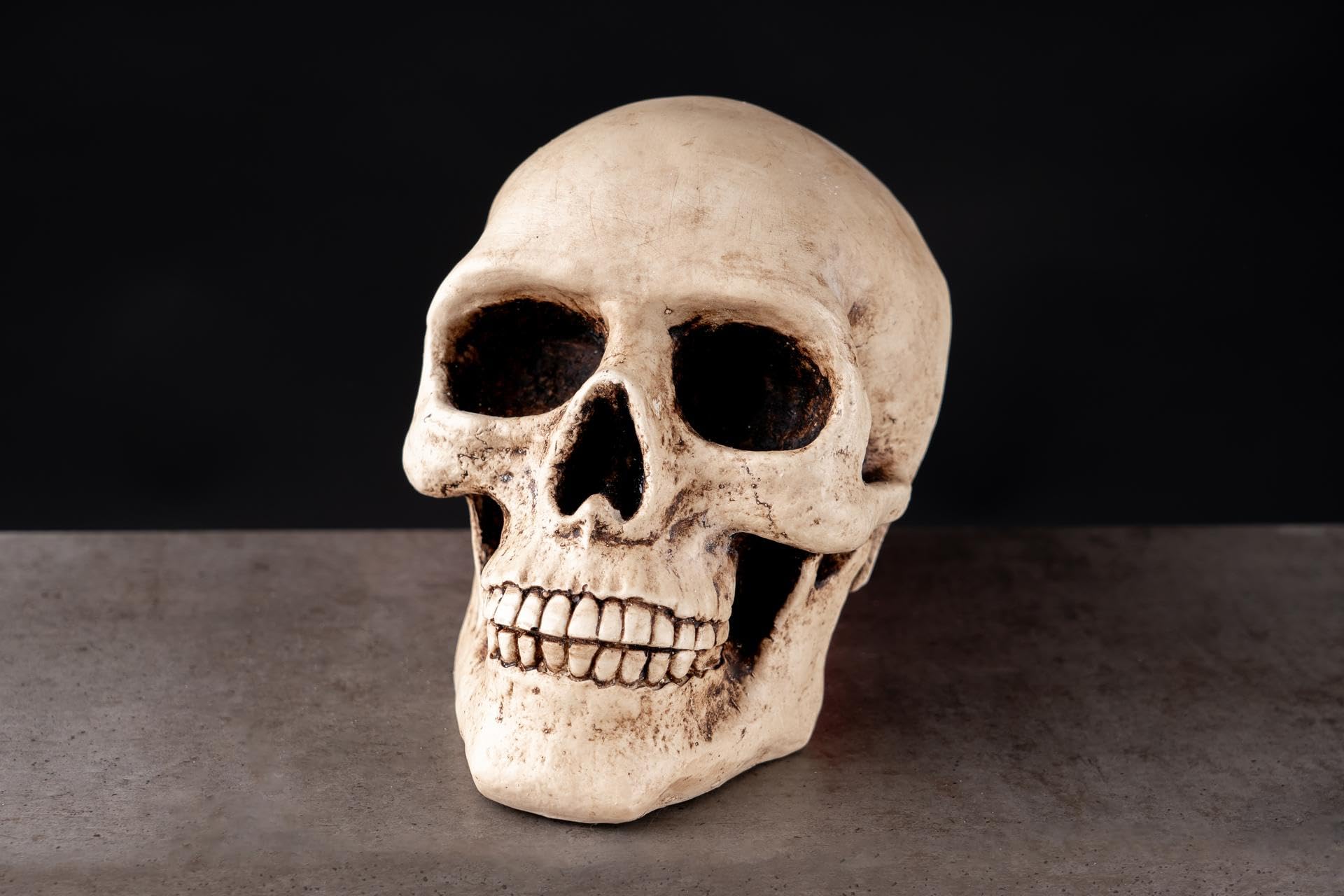 Réplica de cráneo de Homo Sapiens en resina con acabado realista y textura ósea tallada