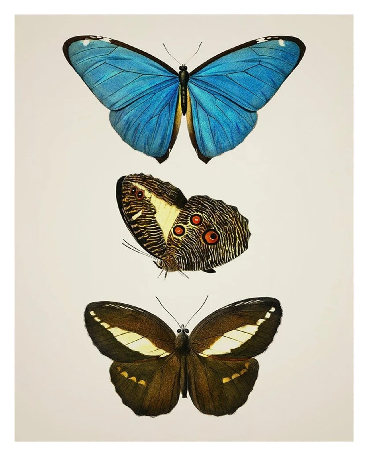 Póster vintage de mariposas de 40x60cm para dar un toque natural a tu sala de estar 3