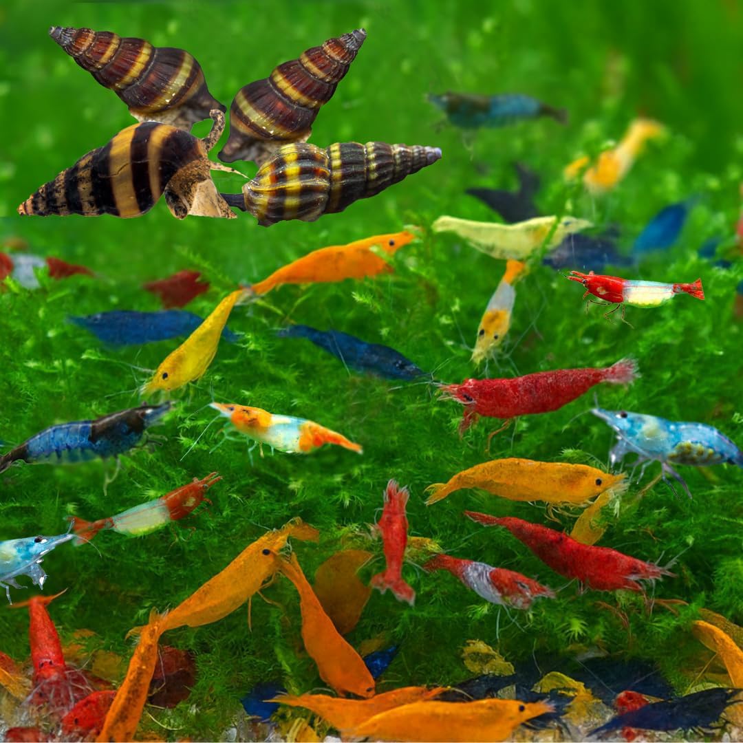 Swimming Creatures™ Freshwater Aquarium Shrimp - A Perfect Combo to Brighten Your Aquarium! (20 Mixed + 4 Assassin Snail)