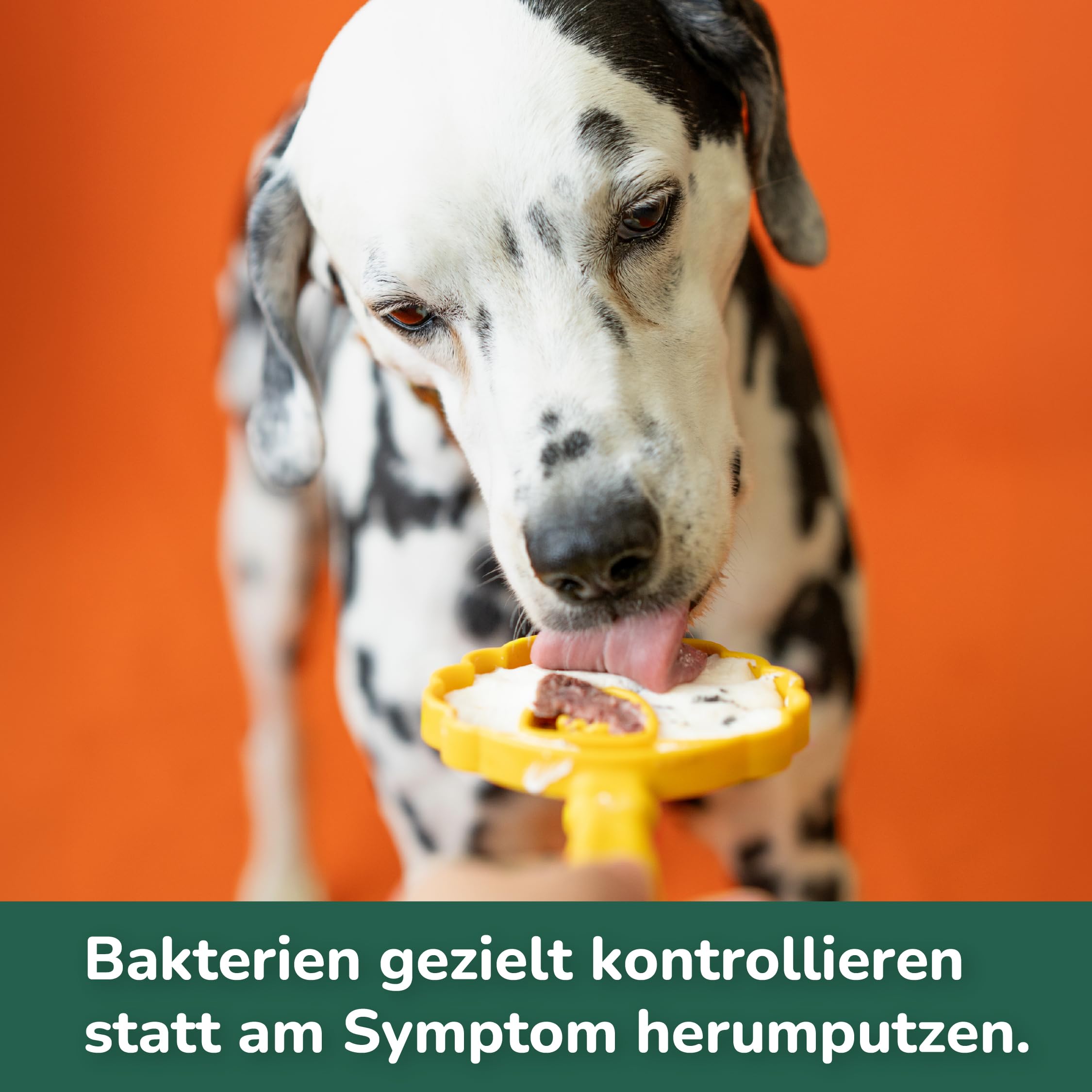 QCHEFS Starterbox für Hunde Pulver für Zahnpflege und Darmgesundheit zugleich bei Erbrechen, Blähungen und Durchfall