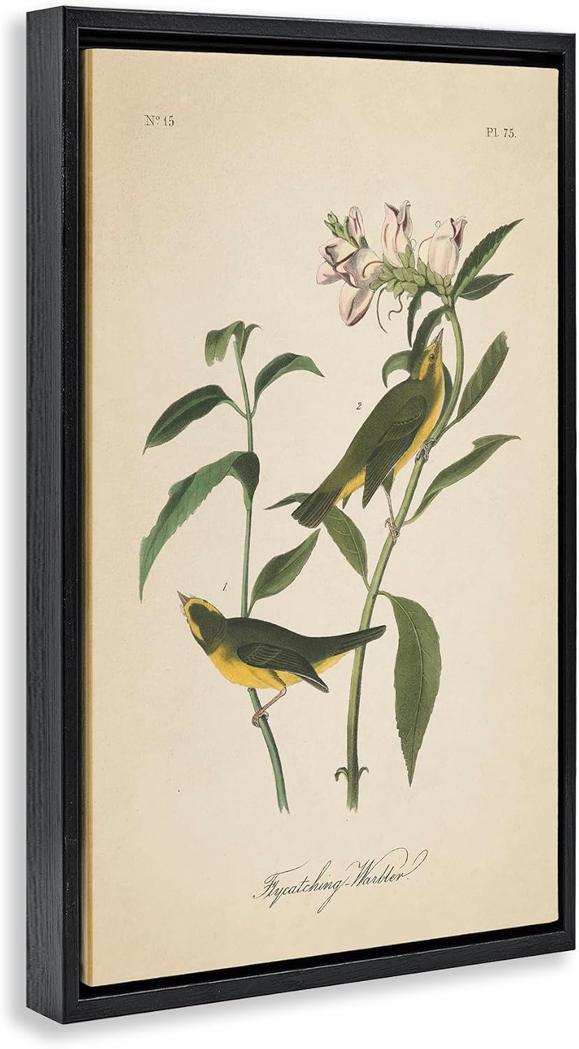 Vintage Warbler Botanical Diagram, 16 x 24 Inch Canvas in Floater Frame