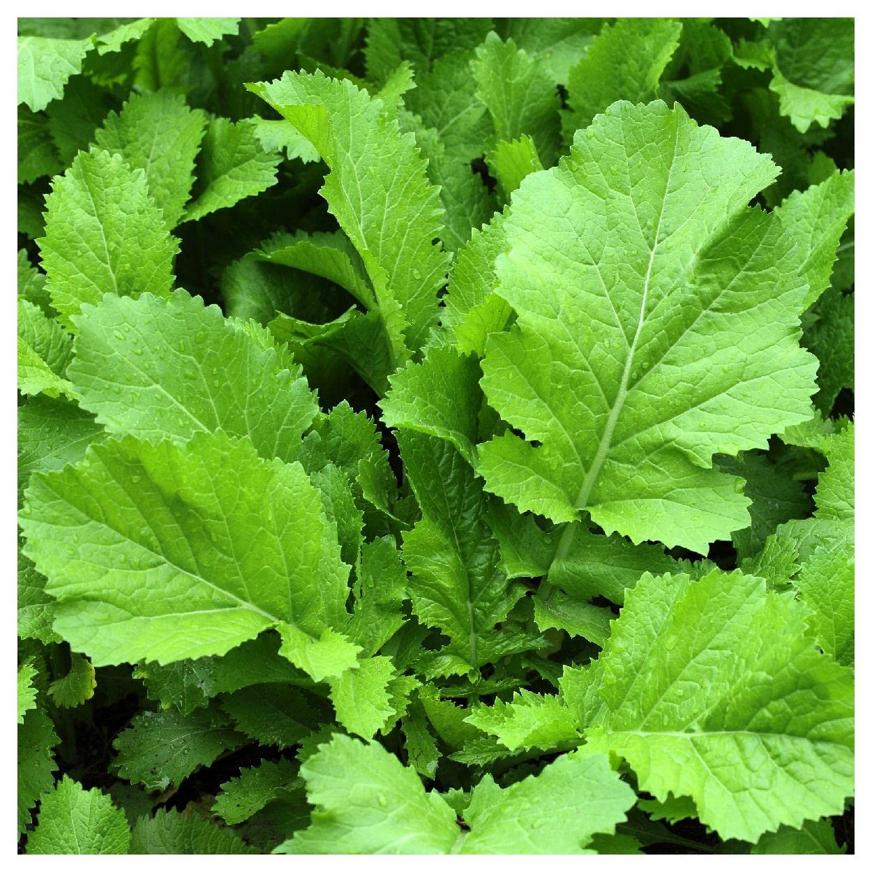 Everwilde Farms Florida Broadleaf Mustard Seeds