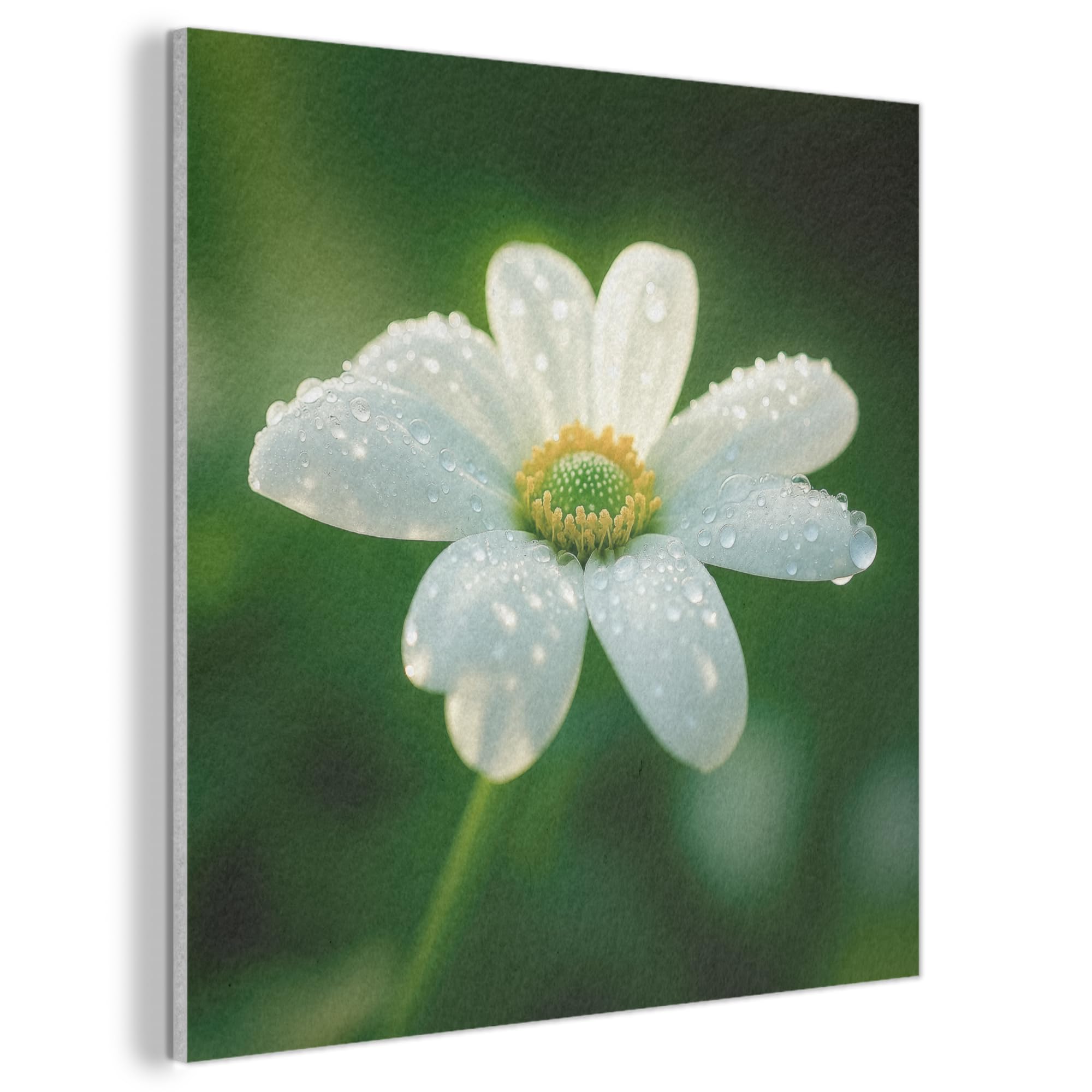 MuchoWow© Felt Panel 50x50 cm Framed Design Print Accent Interior Wallart Decoration Wall Art Flower - White - Dewdrops