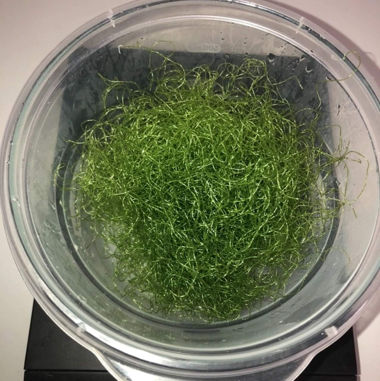 Live Saltwater Plant CHAETOMORPHA Macro Algae .5 OZ / 1 Cup Chaeto Refugium with Live Copepods and Amphipods - 1 Cup