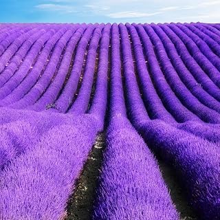 100 seeds/bag lavender seeds,seeds lavender,beautiful flower seeds,Very fragrant,lavender plant for home garden planting