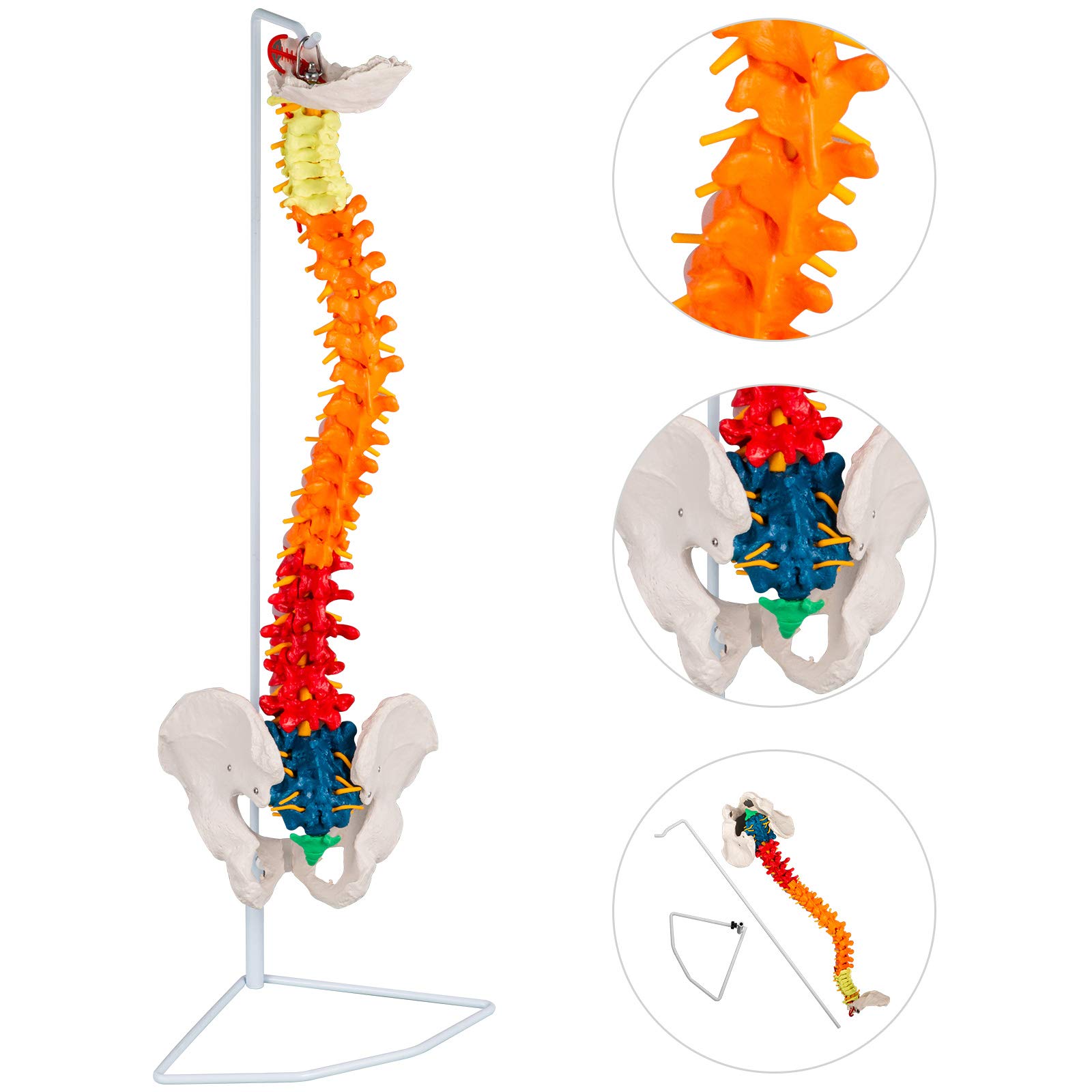 VEVOR Vertebral Column Model 85cm Total Height Skeleton Spine Model 75cm Spine Height Life Size Colorful Spine Model with Spinal Nerves, Skull Base And Pelvis Flexible Spine Model With Stand