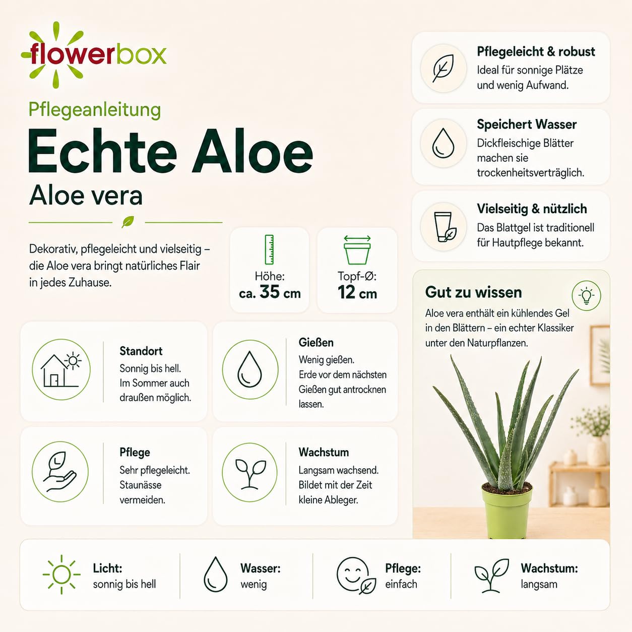 Aloe vera - planta de interior fácil de cuidar, Babosa - altura aprox. 40 cm, diâmetro do vaso 12 cm