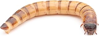 proinsects Zophobas 1 kg Live, Feed Animals product image