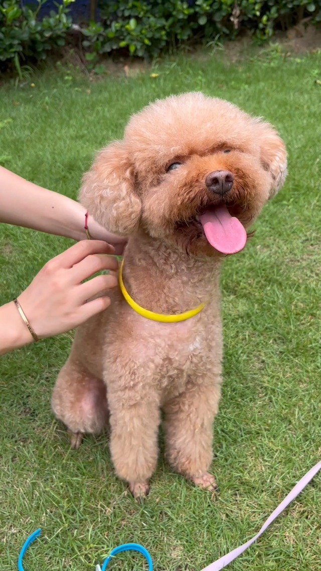 Seresto Flea Collar For Dogs Natural Safe Flea And Tick Collar