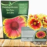Gaillardia Aristata Red Blanket Flower Seeds for Planting - 1000 Pcs Perennial Wildflower Seeds, Drought-Tolerant for Xeriscaping, Borders, Pollinator Gardens, or Wildflower Mixes