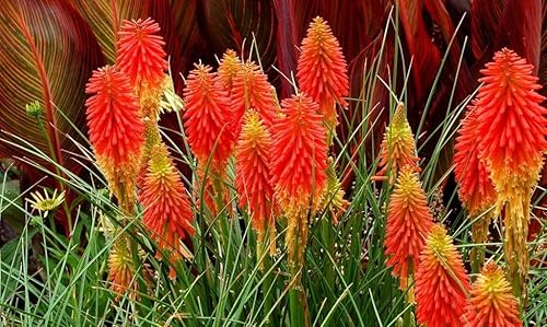 Miniatura 3 de RAISE ME UP Semillas Fuego Danza Rojo Vivo Poker Flores Perennes