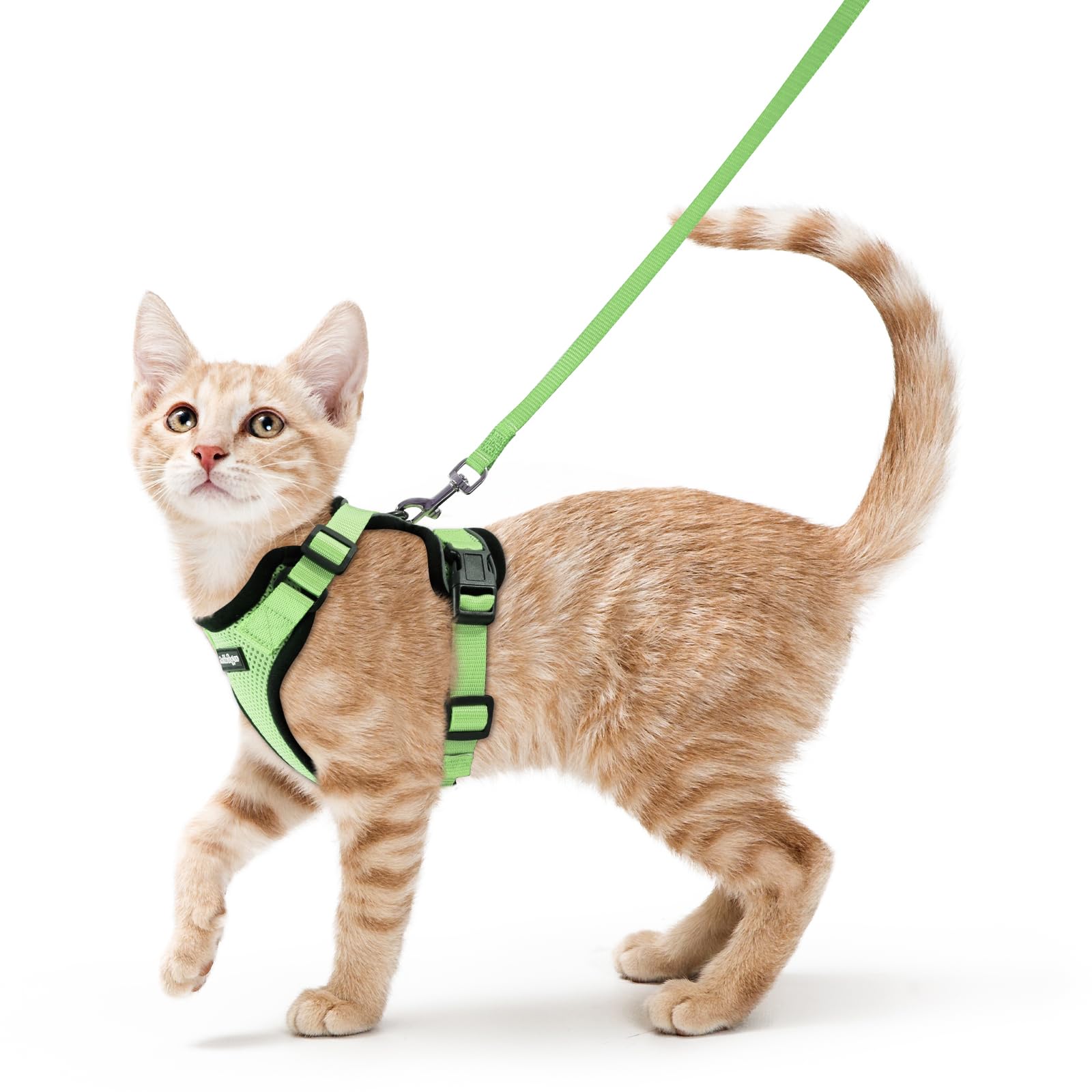 Harnais chat anti évasion rabbitgoo vert clair avec laisse réglable pour chaton