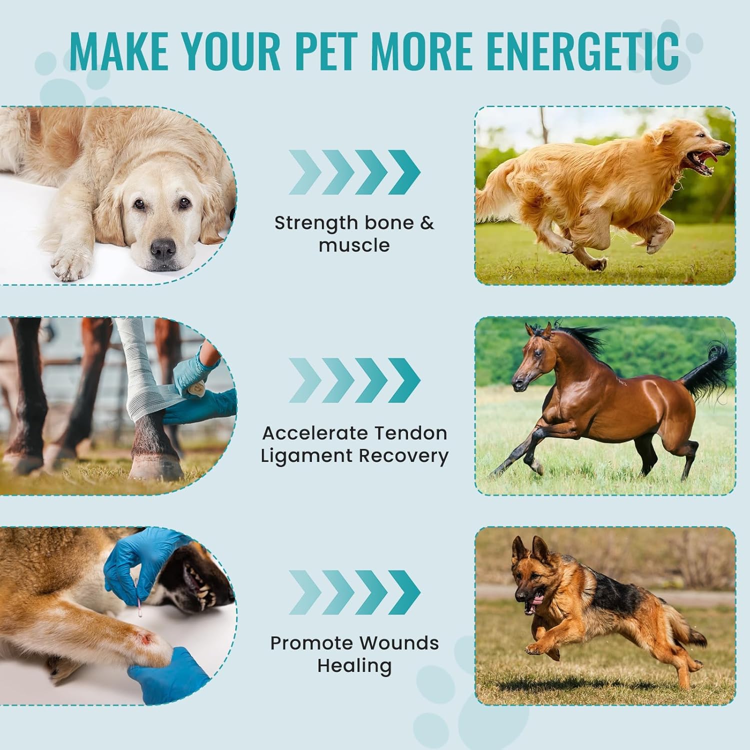 Collage of images showing energetic dogs and horses, and a dog receiving paw treatment, illustrating strength, recovery, and wound healing