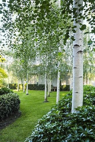 Betulla bianca alba "Betula pendula" pianta in vaso 2 litri cm h. 150/180 cm Vivaio di Castelletto