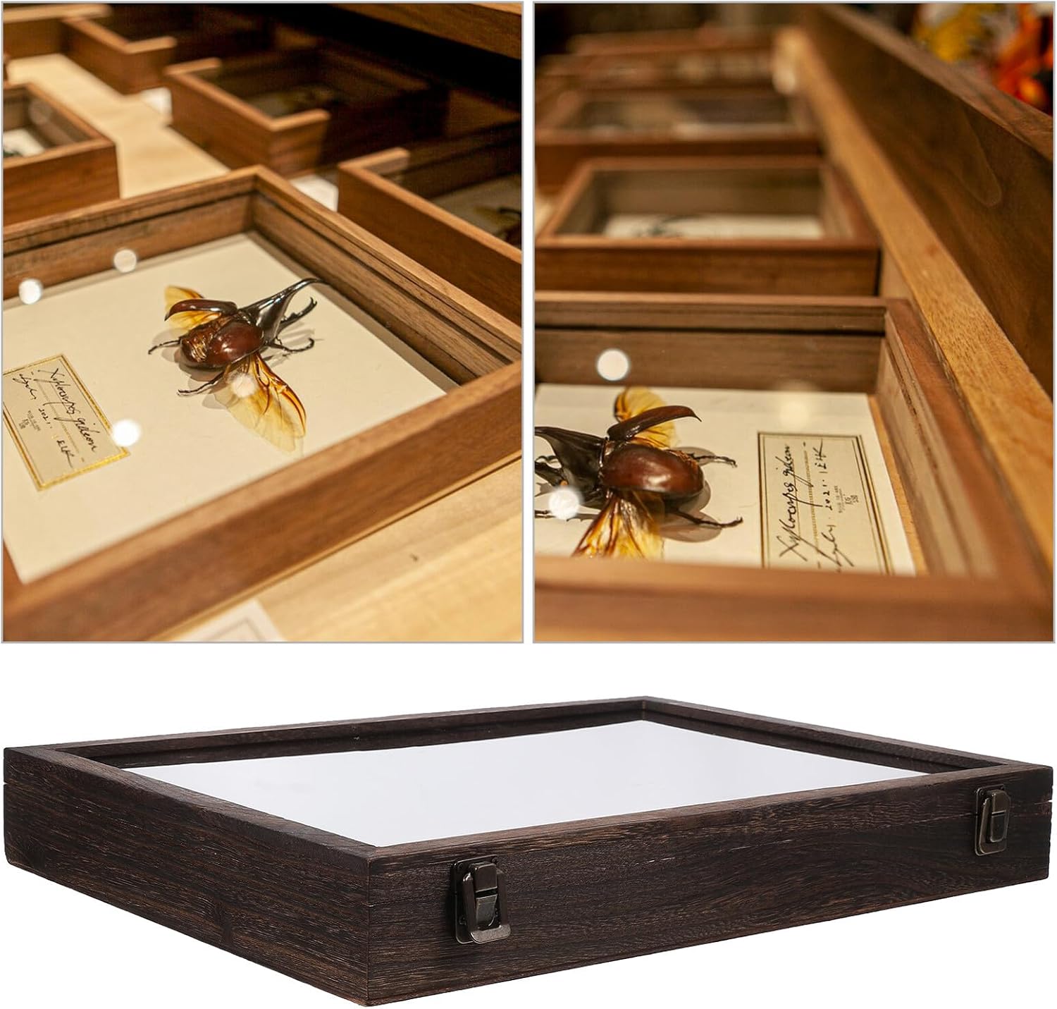 Wooden Butterfly Specimen Display Box 45x32x6 Cm Carbonized Paulownia Wood Insect Storage Case with Glass Top for Botanical and Dried Flower Shadow Frame Home Decor