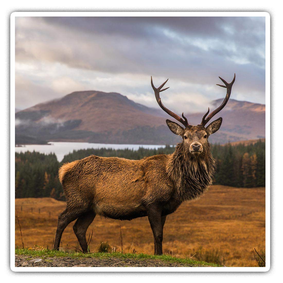 Square Stickers (Set of 2) 10cm - Stag Deer Scottish Highlands Laptop Tablet Luggage Scrapbook #14361