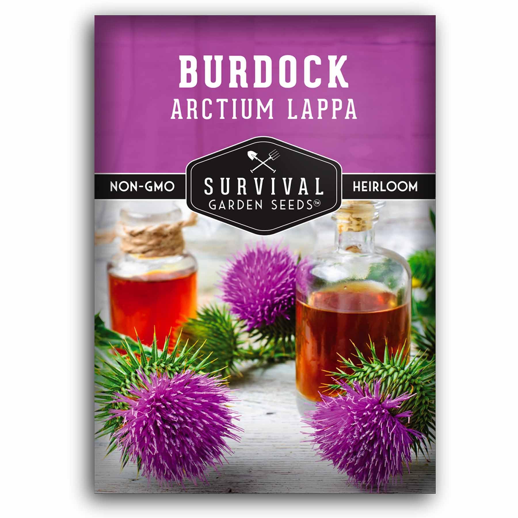Burdock Root Seeds for Planting – Grow GOBO (Arctium lappa) Heirloom Root Vegetable – Non-GMO Medicinal Herb for Home Gardens – Survival Garden Seeds (1 Pack)