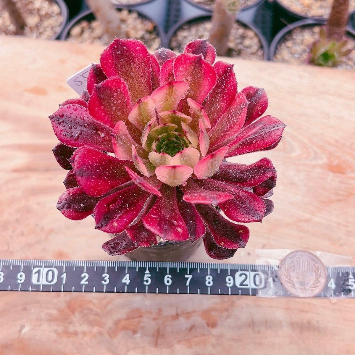 Amazon.co.jp: A！！多肉植物 アエオニウム 祝融 レア s5 美苗 農園