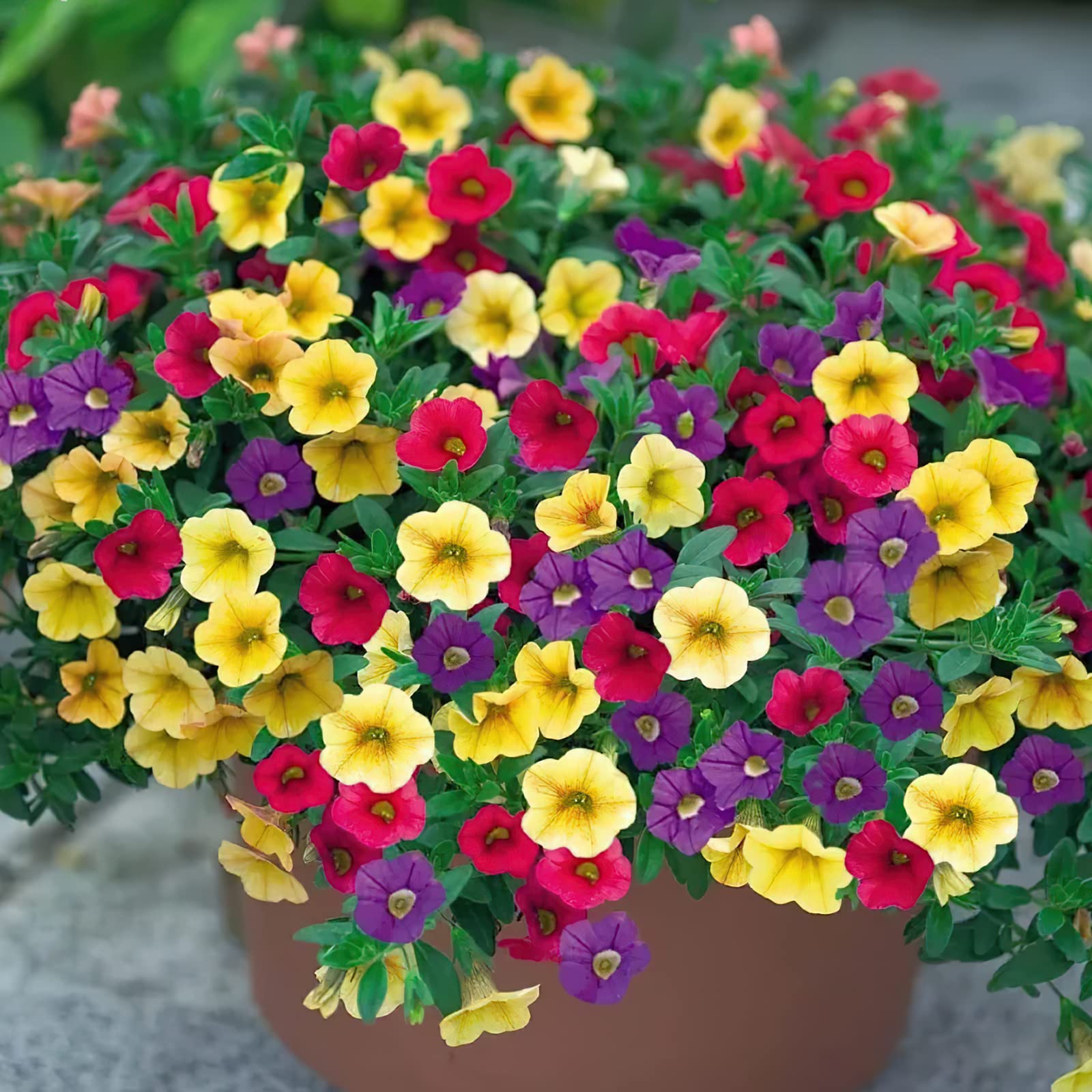 GARDENS 2000 + Mixed Petunias Seeds for Planting Non-GMO Flower Seeds for Home Garden Decor