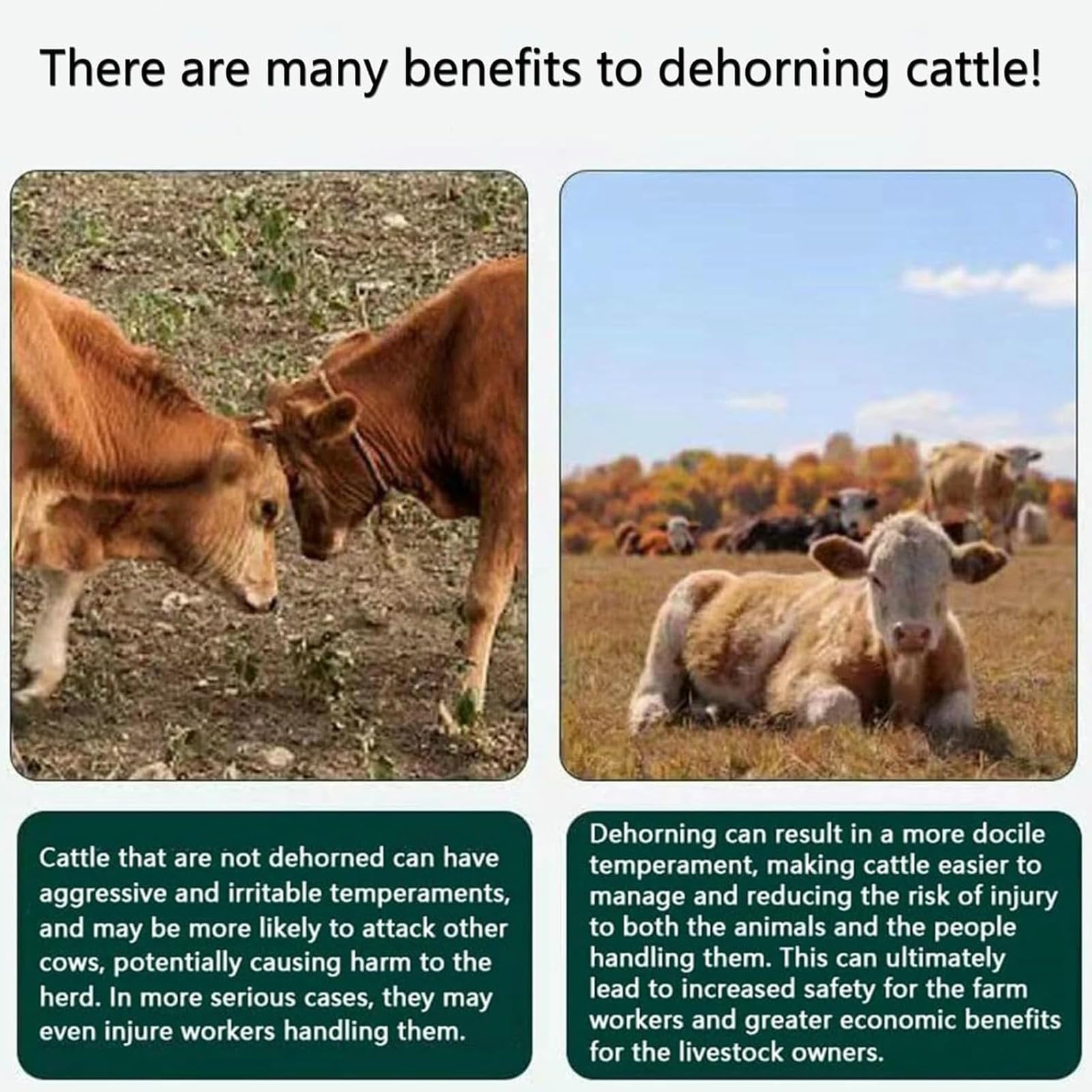 Dehorner elettrico per bestiame – Strumento portatile per la rimozione del corno senza sangue con riscaldamento rapido per uso agricolo