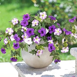 summer flower 2 Pack Faux Petunias Outdoor UV Resistant Artificial Flowers for Planters, Realistic Fake Flowers for Outdoor Decor, Porch, Hanging Baskets,Spring Home Decoration(Purple White)