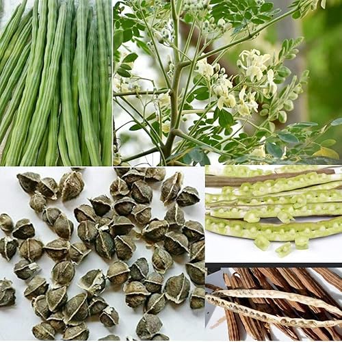 Miniatura 2 de QAUZUY GARDEN 100 semillas de moringa, árbol milagroso, árbol de la vida, árbol de aceite de Ben, semillas de hojas de Moringa Stenopetala -