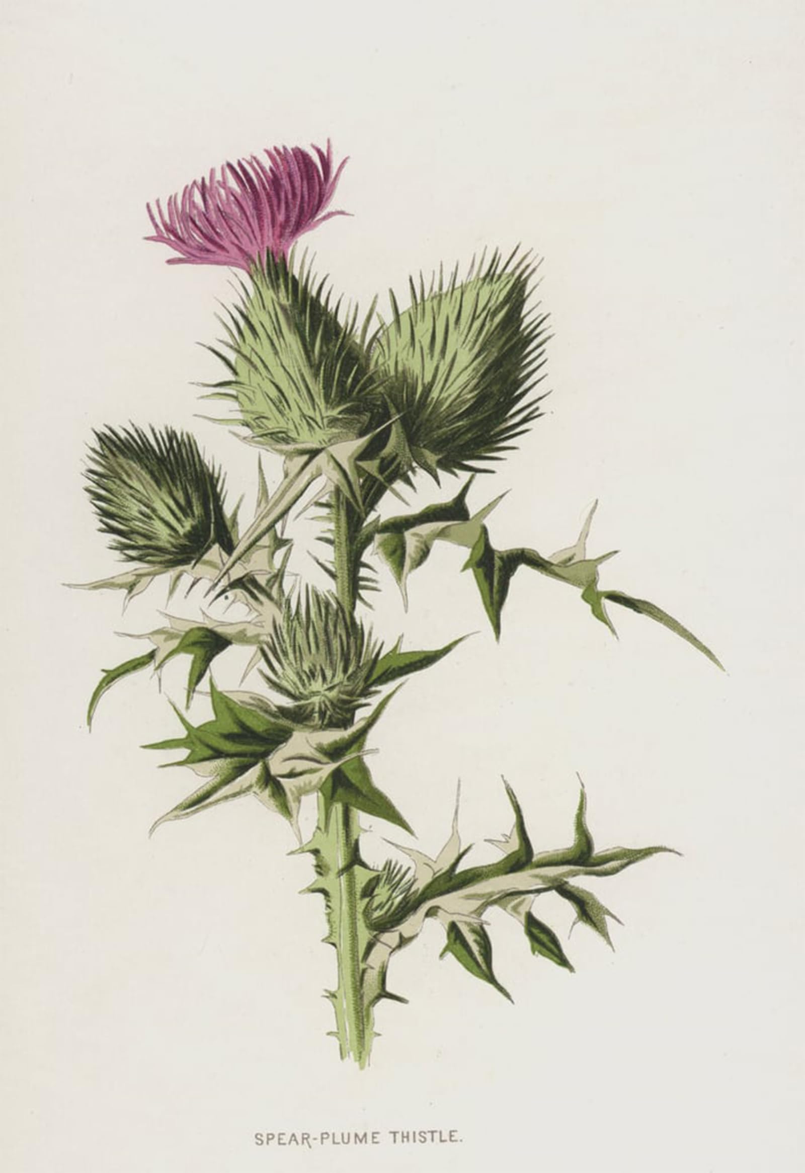 ARTXLXXBN Famous Painting Art Wall Decor Abstract Art Picture Spear Plume Thistle by Frederick Edward Hulme Animal Pictures for Home Decor 60x90cm
