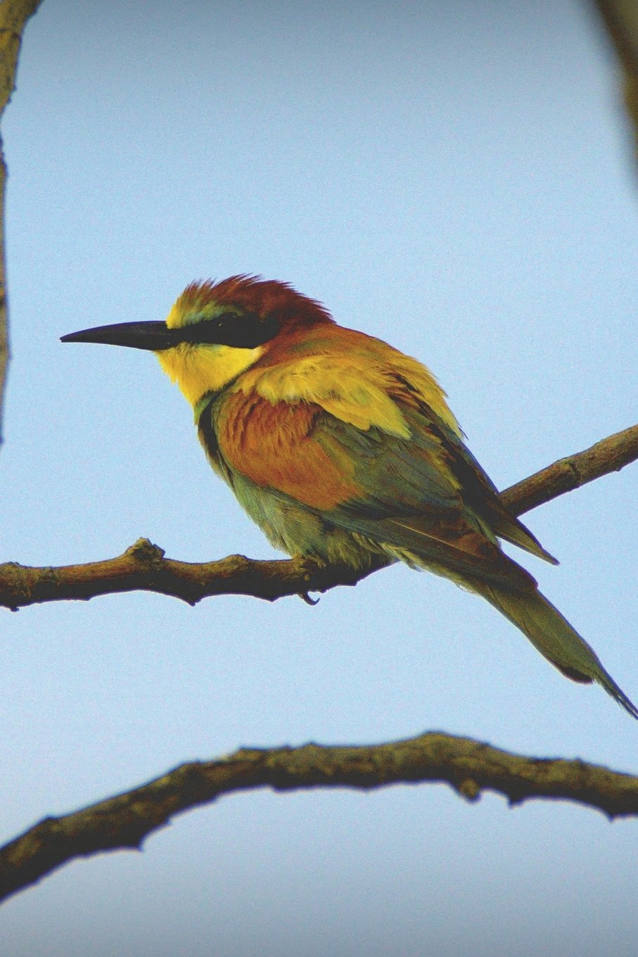 European Bee-Eater (Merops Apiaster) Bird Journal: 150 page lined notebook/diary