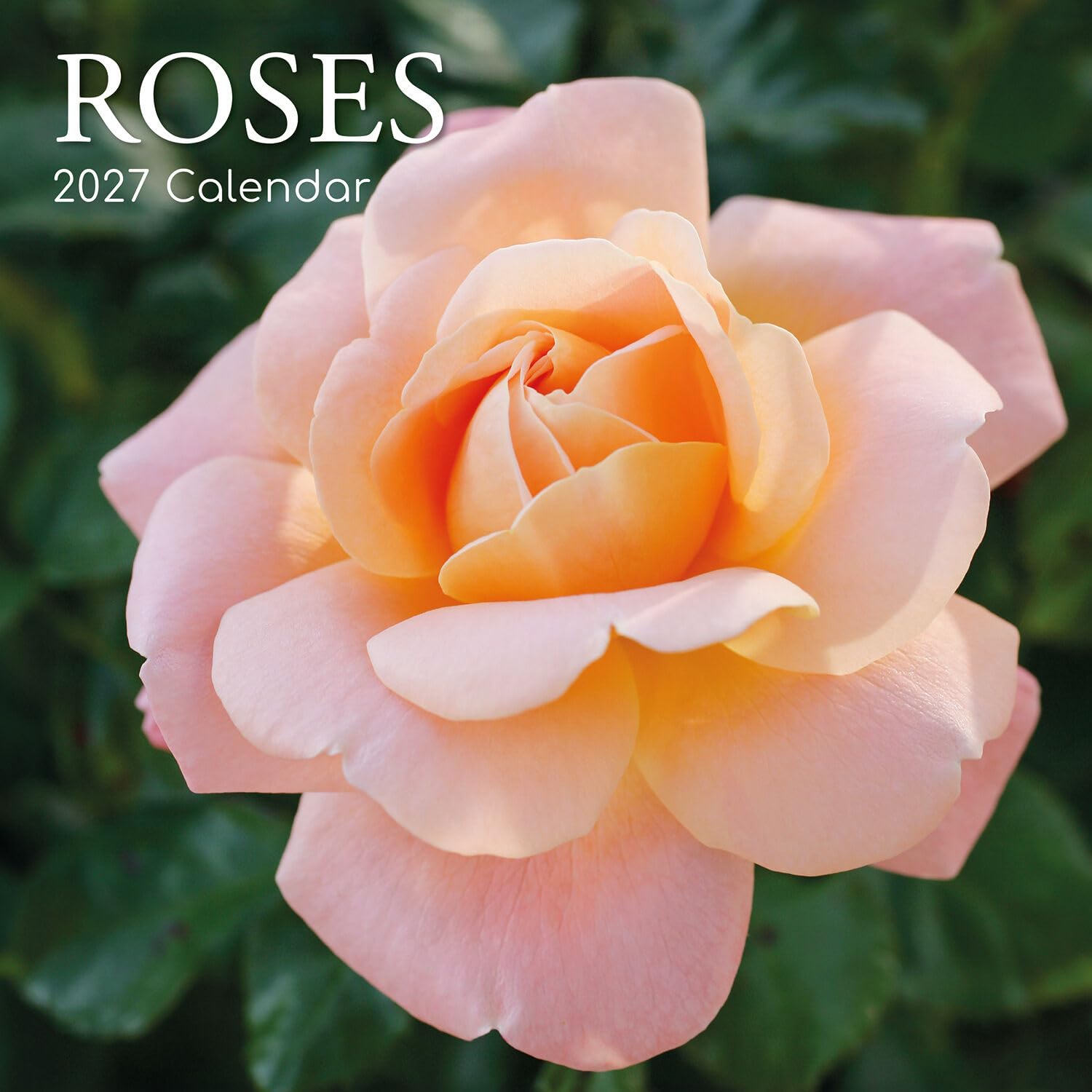 TGSC | Roses 2026-2027 Calendar, 16-Month Square Wall Calendar (Sept 2026-Dec 2027), UK Planner with Rose Photography, Home or Office Organiser | 30 x 30 cm