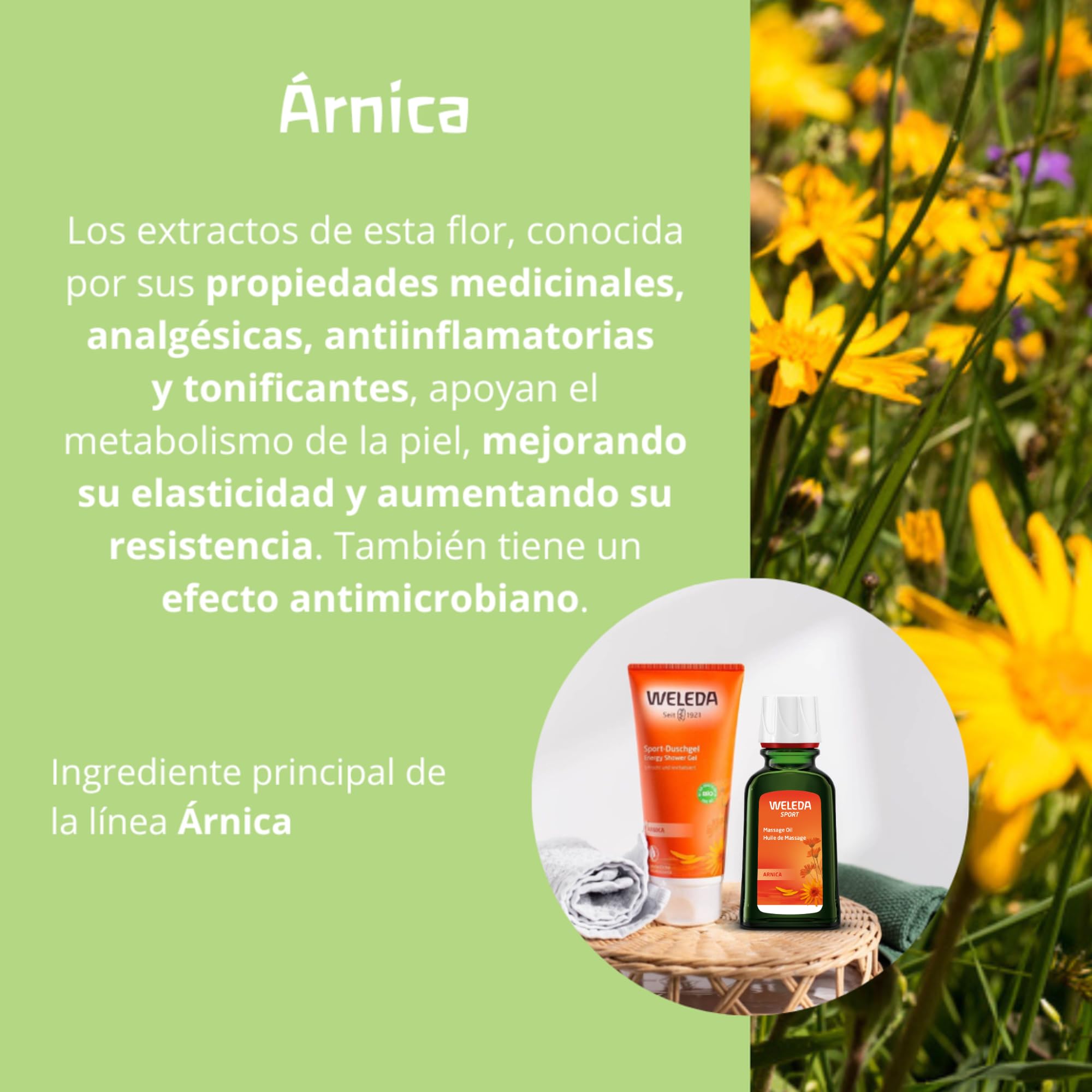 Weleda – Aceite para Masaje, Corporal, Fomenta la Preparación y Recuperación Muscular Deportiva, Alivio Muscular, con Árnica, 100% Natural, Vegana – 50 ml
