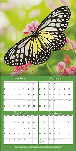 Miniatura 5 de Turner - Mini calendario fotográfico de pared con mariposas (24998950054)